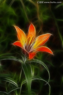 百合花 電腦抽象畫(huà)