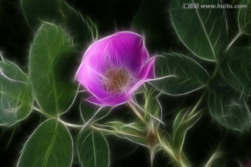 夢(mèng)幻野薔薇 電腦抽象畫(huà)