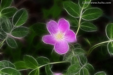 夢(mèng)幻野薔薇 電腦抽象畫(huà)