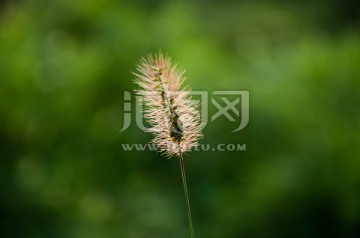 狗尾巴草
