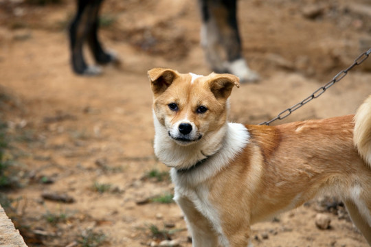 宠物狗 秋田犬 柴犬 狗 田园