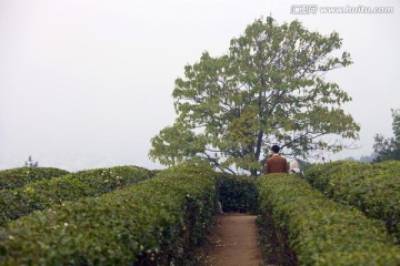 绍兴东湖茶山 茶场 茶叶 种植