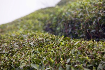 绍兴东湖茶山 茶场 茶叶 种植