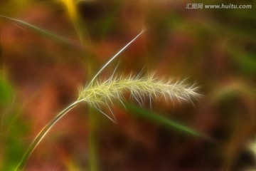 抽象小草