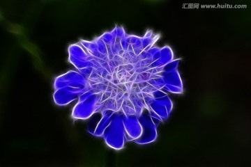 抽象 華北藍(lán)盆花