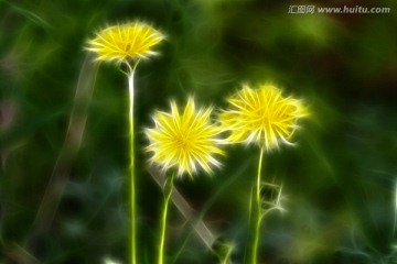 抽象畫 蒲公英