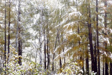 山林秋雪