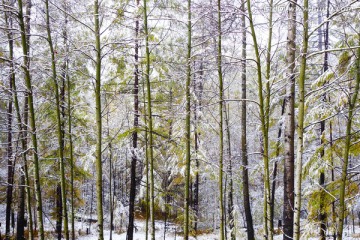 山林秋雪