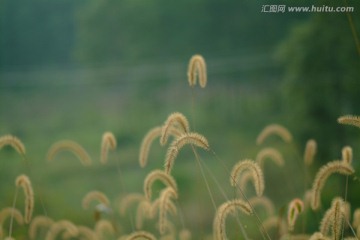 花草植物