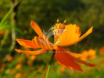 野花 山花 黄色花