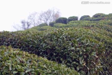 绍兴东湖茶山 茶场 茶叶 种植