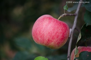 苹果