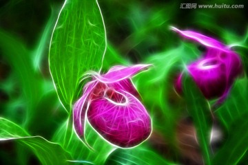 大花杓蘭 電腦抽象畫