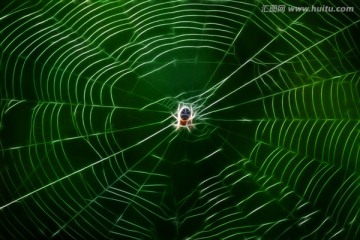 抽象画蜘蛛网 无框画 装饰画