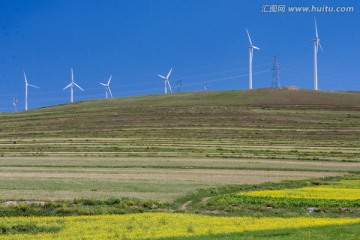 油菜花与大风车