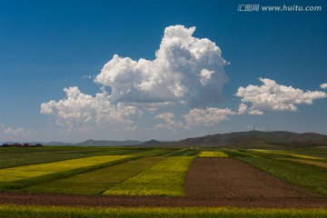藍天白云下的油菜花