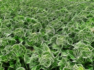 植物底紋 抽象電腦畫