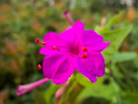 紫茉莉