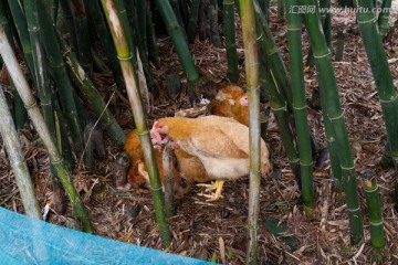 竹丛放养 母鸡