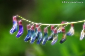 抽象野豌豆 電腦畫