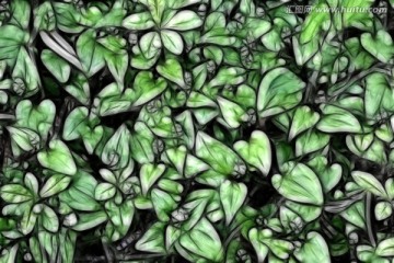 植物底纹 抽象电脑画