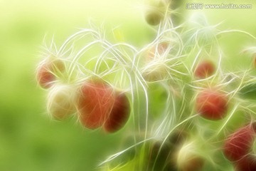抽象東方草莓 電腦畫