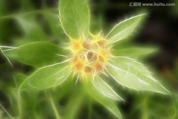 抽象之花 電腦畫