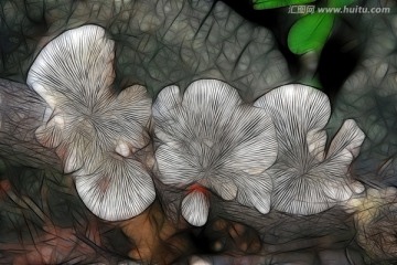 抽象蘑菇 電腦畫(huà)
