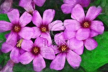 油畫 裝飾畫 無框畫 花朵