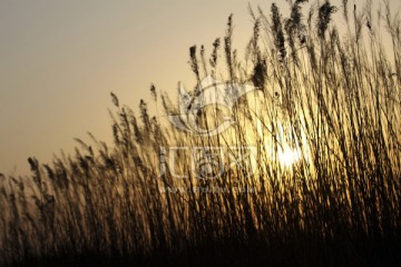 芦苇 金色芦苇 夕阳下的芦苇