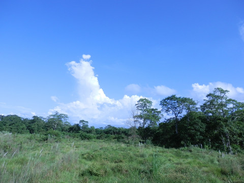 亚热带森林草原湿地