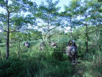 丛林探险