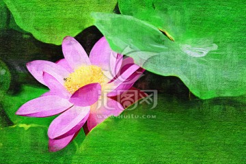 裝飾畫 無(wú)框畫 荷花