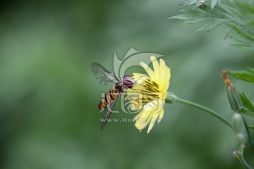 花朵 食蚜蝇