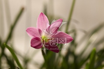 韭兰花 风雨兰 清新花卉