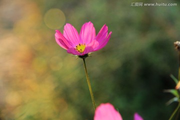 格桑花 波斯菊