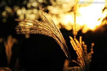 夕阳  芒草（类似芦苇）