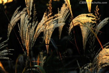 夕阳  芒草（类似芦苇）