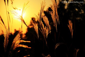 夕阳  芒草（类似芦苇）