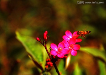 蜂花秋色