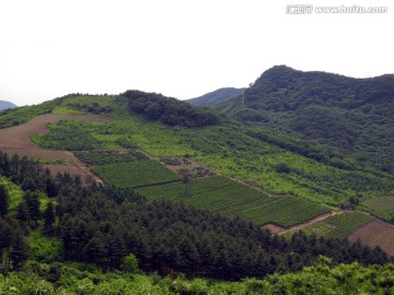 夏日的梯田