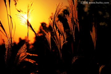 夕阳  芒草（类似芦苇）