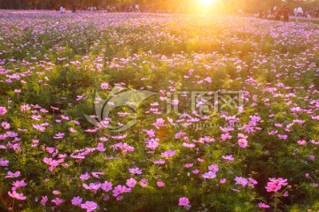 格桑花