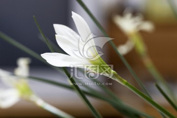 葱兰花 风雨兰 白色花卉
