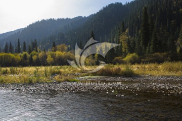 森林   秋景