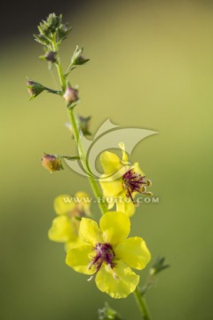 野花  黄花