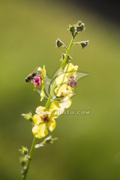 黄花  蜜蜂