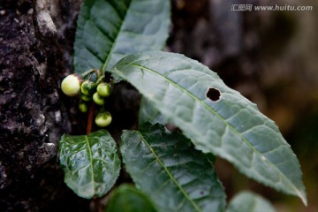 茶树花