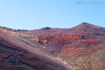 内蒙黄岗粱白桦林秋色