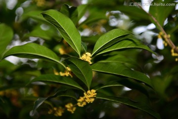 桂花 桂花树 金秋桂花香 月桂